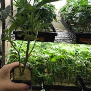 Photo for classified ad Healthy teens and clones 