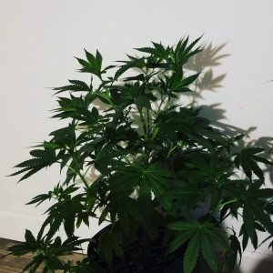 Photo for classified ad Clones 