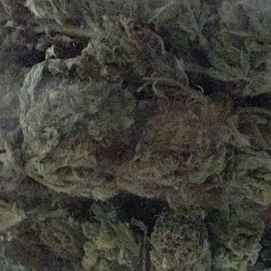 Photo for classified ad Greenhouse bud