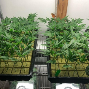 Photo for classified ad Flowers, concerntrate, live rosin wax, edibles and Cartridge available