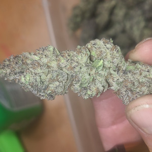 Photo for classified ad Top shelf cannibus 