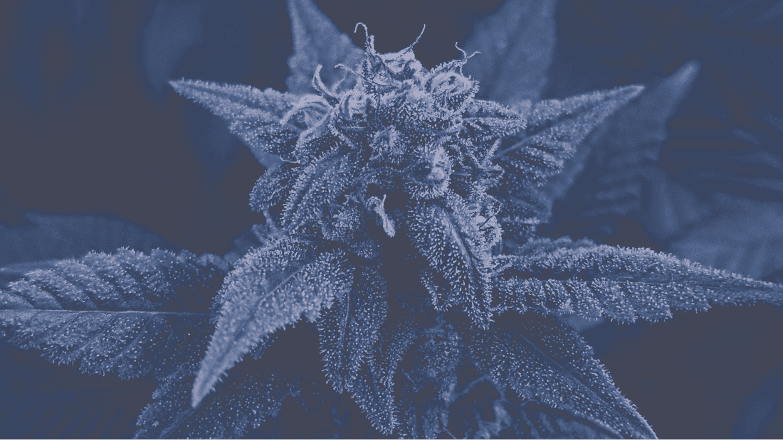 Nature's Herbs and Wellness Center - Denver