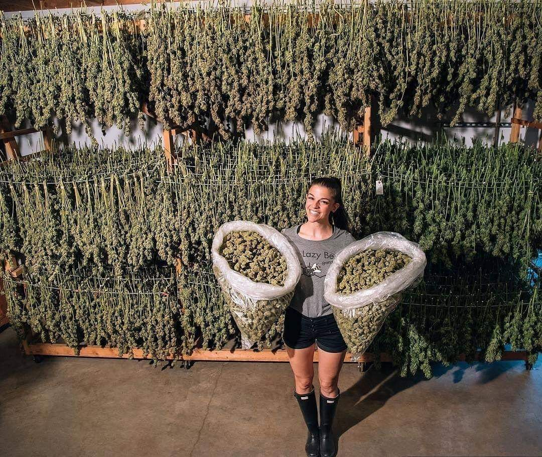 Medical Cannabis