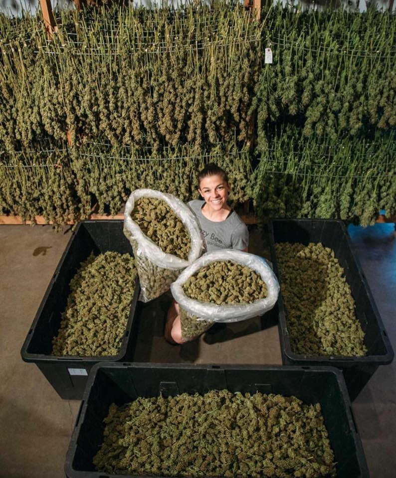 marijuana a