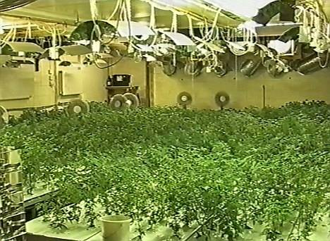 MMJ Supplier USA