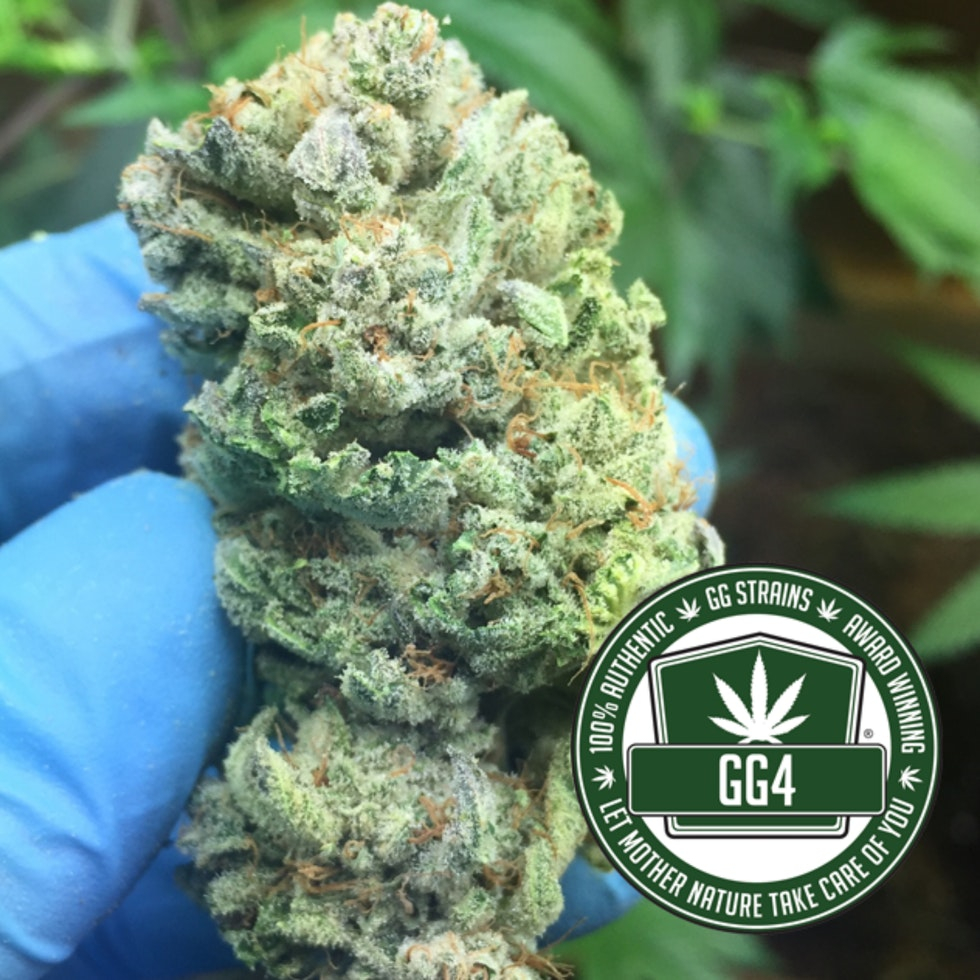 Kingston's Continental Grow