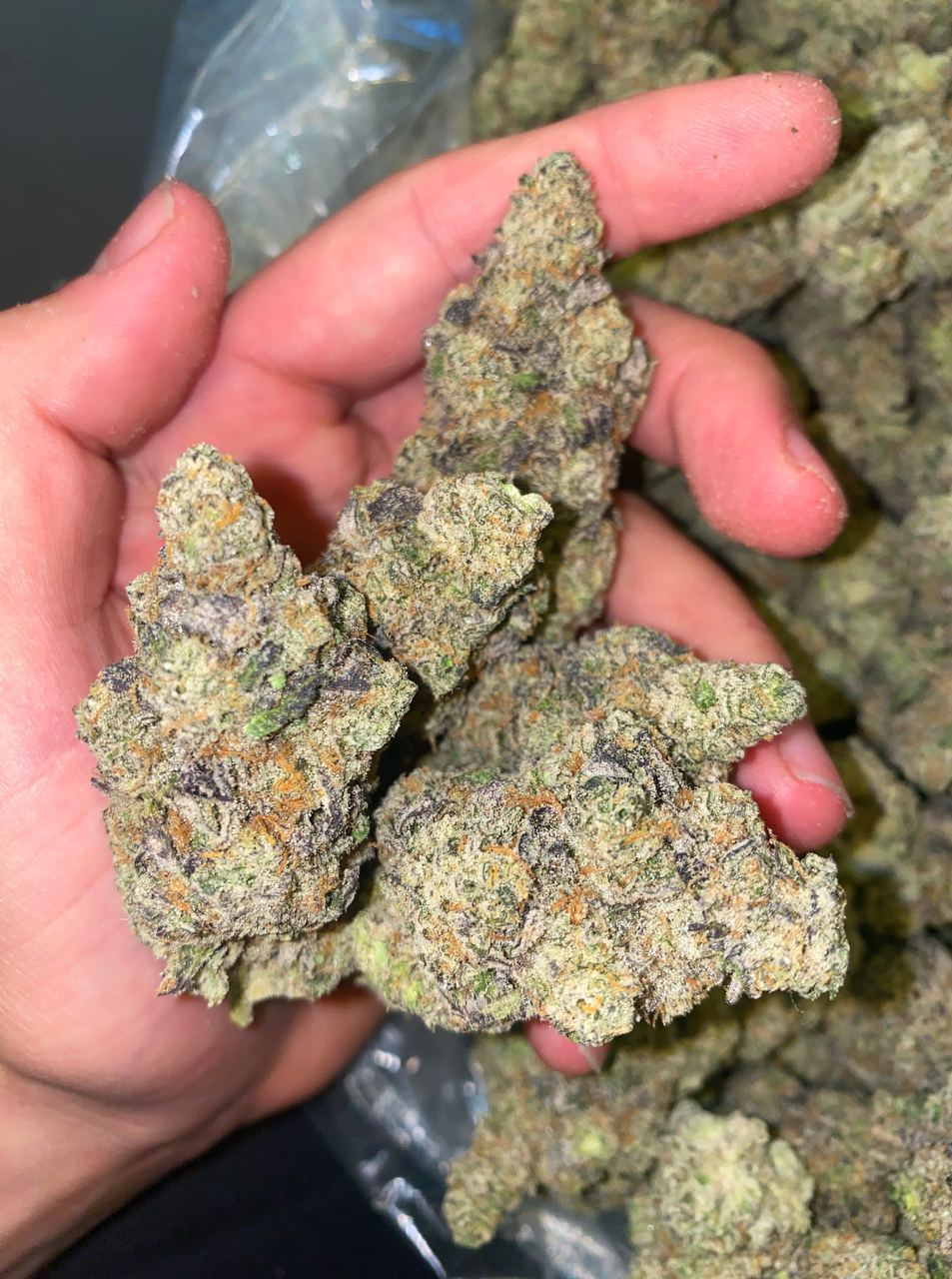 scott420plug