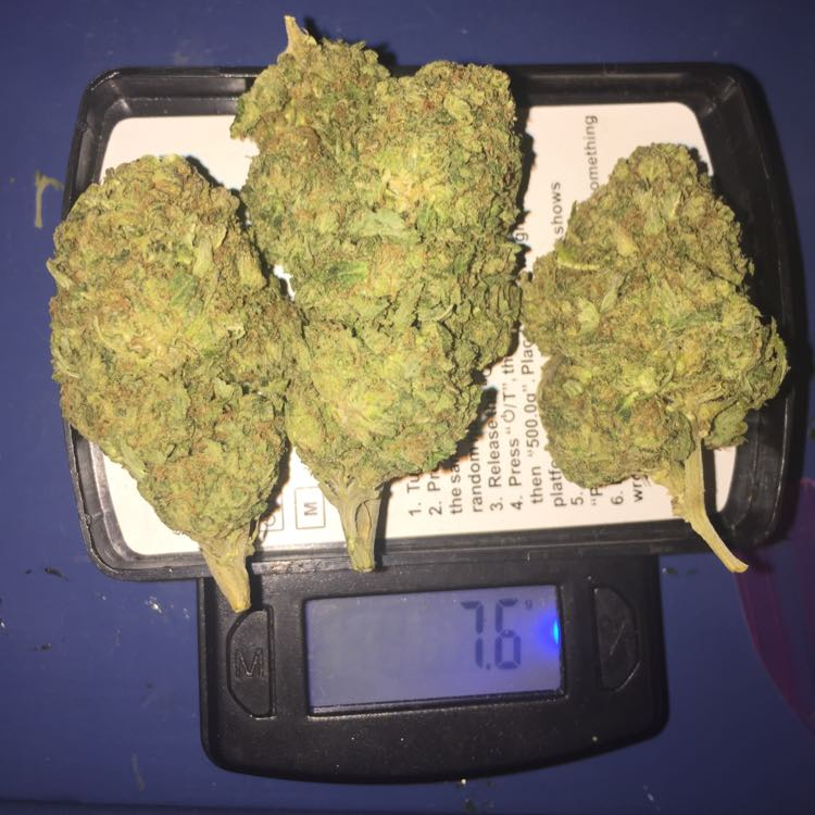 Bestdank88