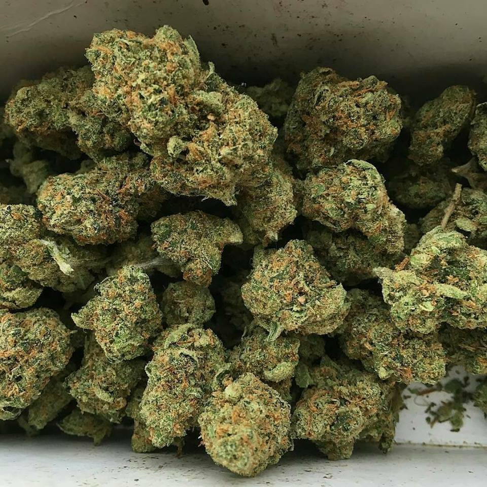 Jake_Oz420