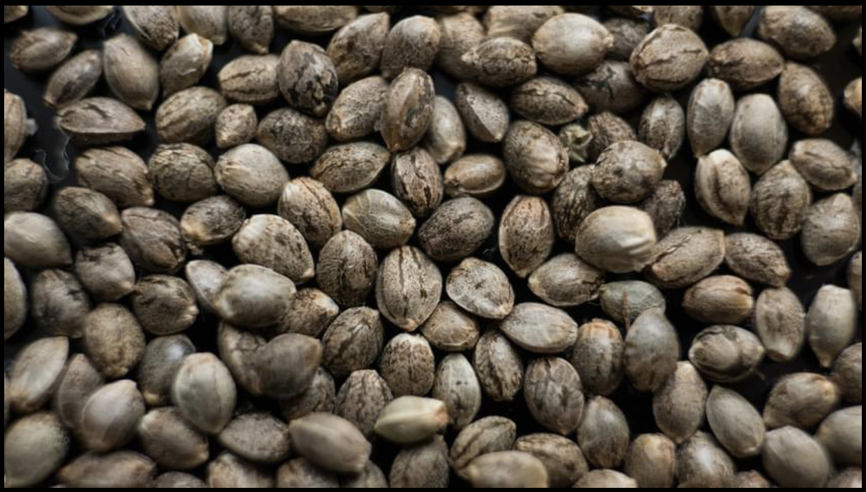 Battle Creek Seeds and Spores