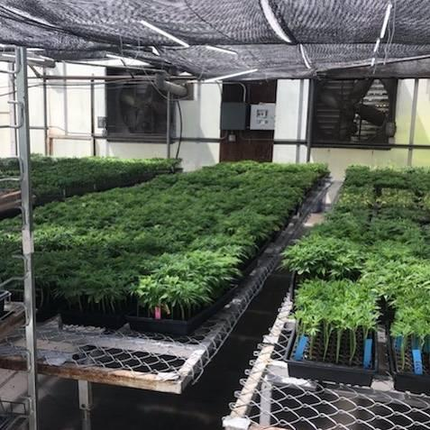 Best Marijuana Shop