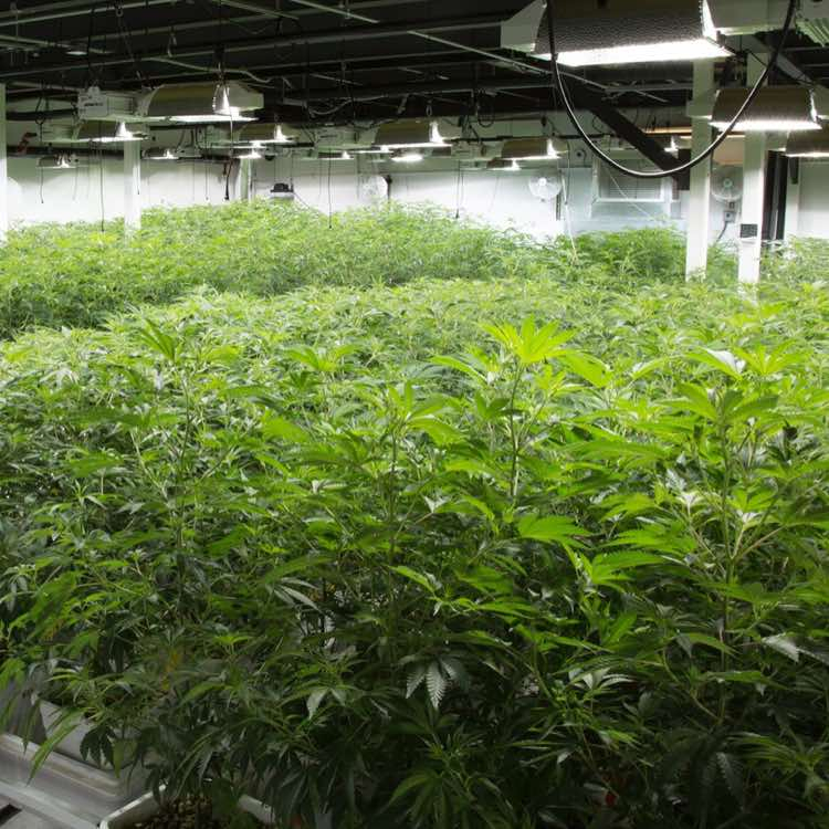 STEVE CANNABIS SHOP