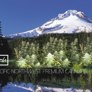 Five Zero Trees Division