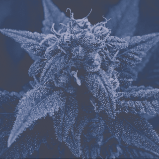 Nature's Herbs and Wellness Center - Denver