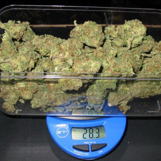 bestmmjgrower
