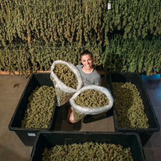 marijuana a