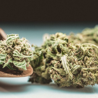 Cannabis Green Shop 