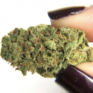 Korey Dispensary