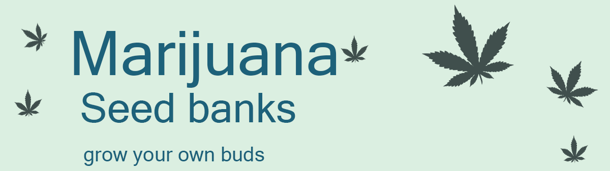 Marijuana Seed Banks image