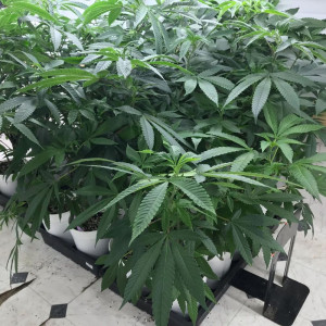 Photo for classified ad Healthy teens and clones available 
