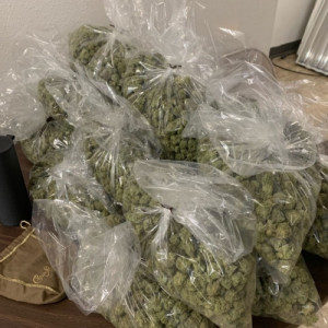 Photo for classified ad #Top shelf grade AAA indoor/outdoors greenhouse strains at affordable prices 