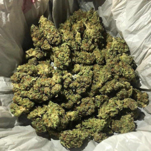 Photo for classified ad TOP SHELF GRADEAA INDOOR GREENHOUSE STRAINA AT AFFORDABLE PRICES