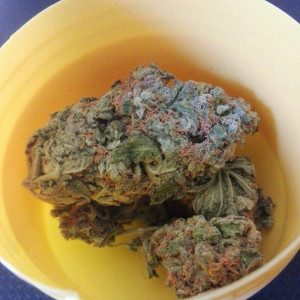 Photo for classified ad Medical Marijuana strains available 