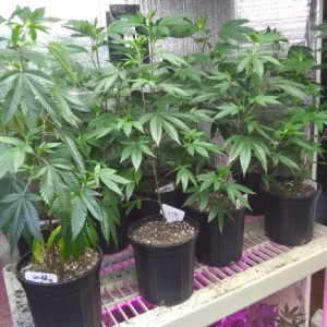 Photo for classified ad CANNABIS CLONES AND TEENS AVAILABLE FOR DONATION. HEALTHY AND PEST FREE