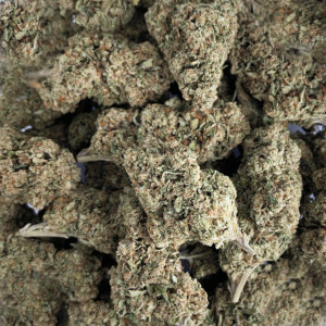 Photo for classified ad Supply of top shelf medical marijuana for both patients and smokers