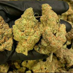 Photo for classified ad WE GOT BEST QUALITY MEDICAL BUDS AVAILABLE AT AFFORDABLE PRICES 
