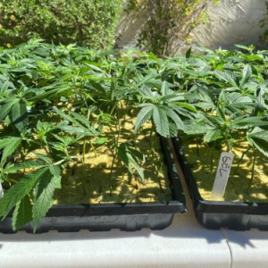 Photo for classified ad MORE THAN 20 STRAINS OF CLONES AVAILABLE TEXT 669-257-4864 TO ORDER