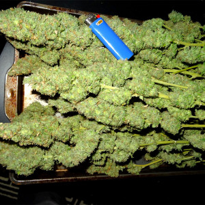 Photo for classified ad EXOTIC CARTS AND FLOWERS AVAILABLE AT AFFORDABLE PRICES HMU
