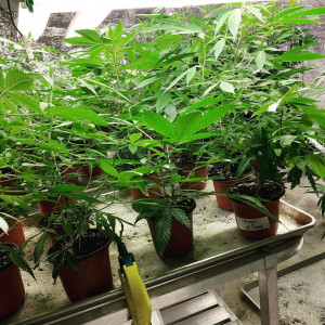 Photo for classified ad CLONES,TEENS AND MOTHER PLANTS ALL  FOR DONATIONS SAME DAY  ALL ROUND DELIVERY/MEETUP (928) 851-6209