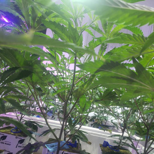 Photo for classified ad HEY GUYS WE HAVE SOME CLONES FOR SALE WE CAN DELIVER OR MEETUP CLOSE TEXT ME 424-266-5911