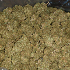 Photo for classified ad Cheap organic units of last year's Lemon Sour Diesel