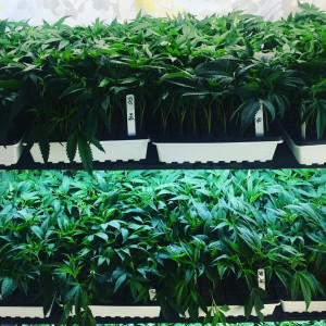 Photo for classified ad FRESH CANNABIS CLONES AND TEENS ALL READY FOR REPLANT TEXT 323-763-0227 
