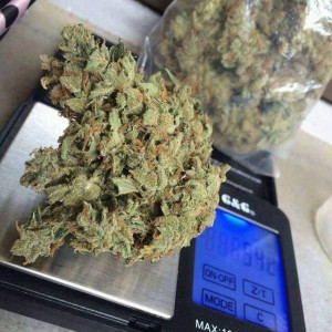 Photo for classified ad Pure LA Kush and more Exotic top shelf buds in bulk