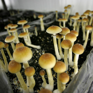 Photo for classified ad Buy Big Mexican Shrooms(3grams) Online