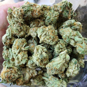 Photo for classified ad Buy Indoor and outdoor Quality weed available Text or Whatsapp: +1 805-419-5994