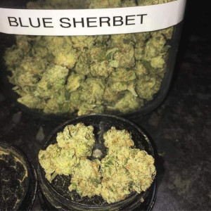 Photo for classified ad Blue Sherbet 