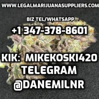 Legal Marijuana Real Suppliers - http://legalmarijuanarealsuppliers.com
