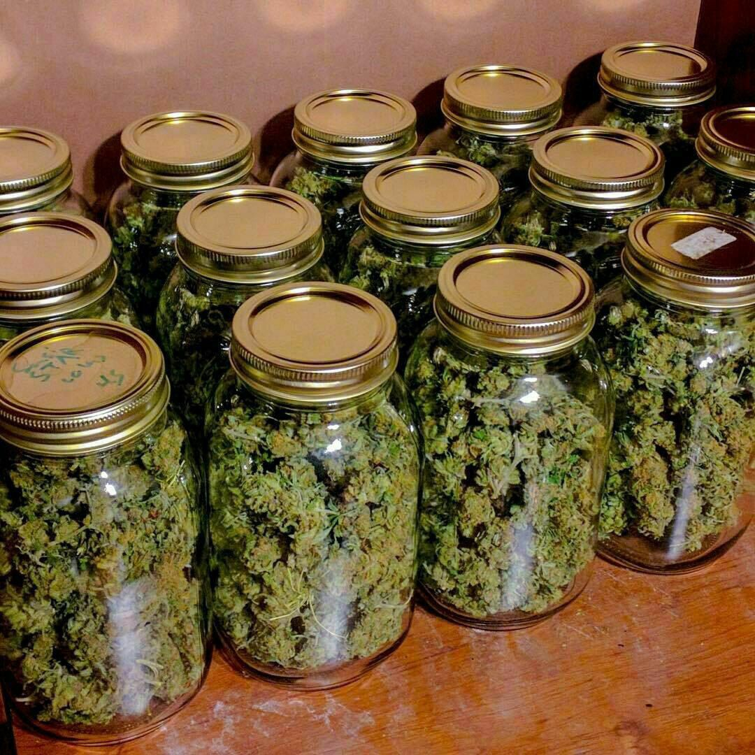 DR WEED