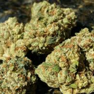 New World Dispensary