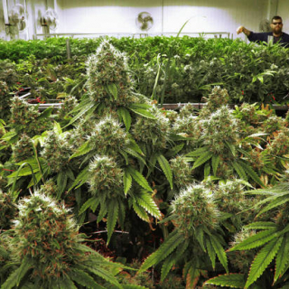 America medical marijuana dispensary