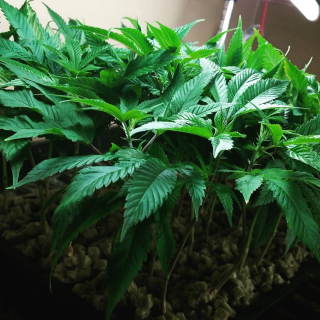 Kiwiras Green weed