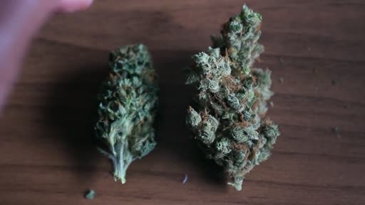 Thumbnail for video titled What Is The Difference Between Indica And Sativa