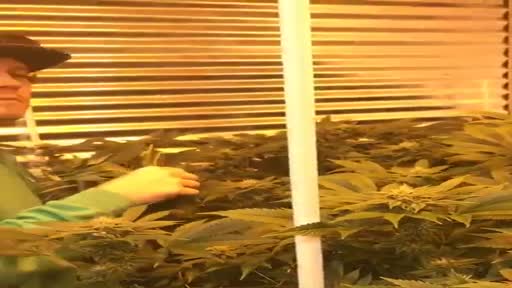 Thumbnail for video titled SHOWING OFF GROW ROOM ON THAT BEACH CITY OG