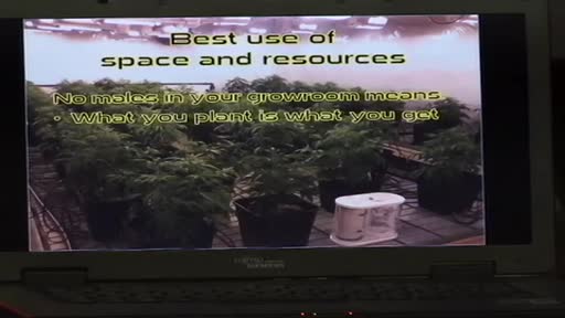 Thumbnail for video titled cannabis clones and teens